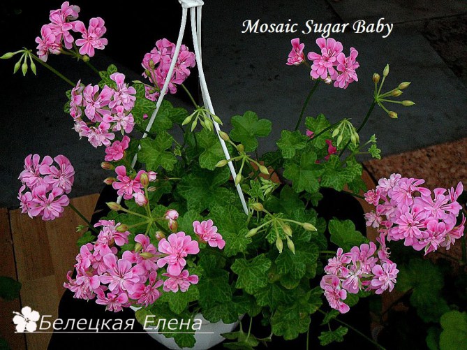 Mosaic Sugar Baby